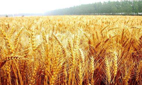 小麦3.jpg
