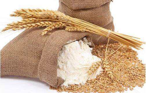 小麦和面粉.jpg